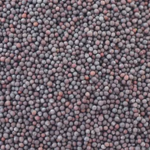 Mustard seeds for cold pressed oil extraction