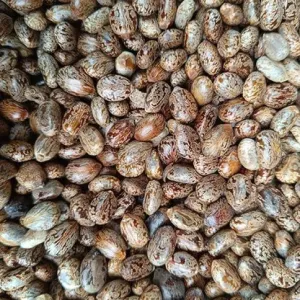 Castor seeds for oil extraction