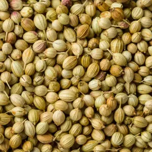 Coriander seeds for oil extraction