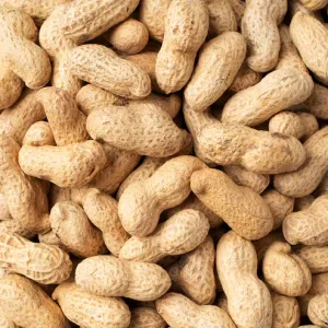 Groundnut for cold pressed oil extraction
