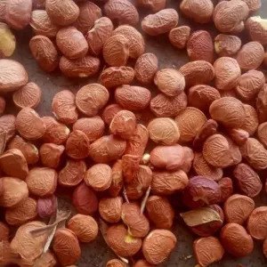 Karanj seeds for oil extraction