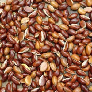 Mahuva seeds for oil extraction