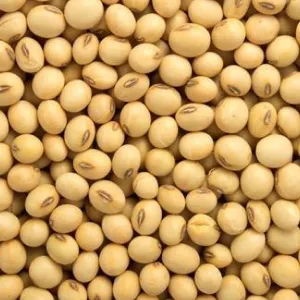 Soybean for oil extraction
