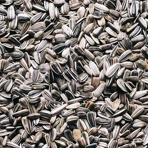 Sunflower seeds for cold pressed oil extraction